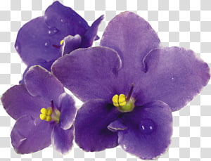 Violets set transparent background PNG clipart thumbnail