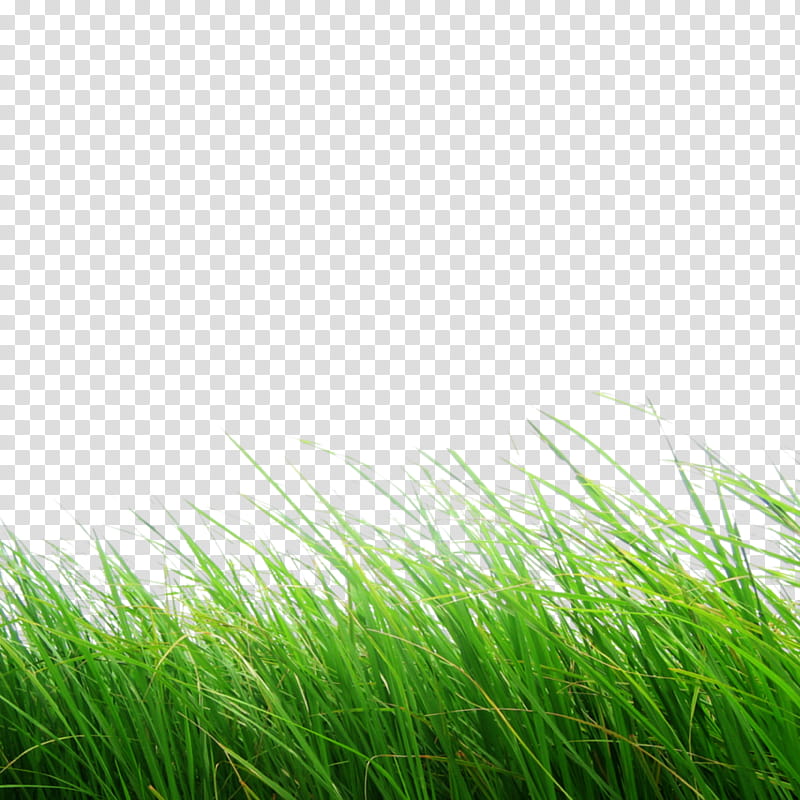 Green Grass, Editing, Python Imaging Library, Grasses, Alpha Compositing, Lawn, Plant, Natural Landscape transparent background PNG clipart