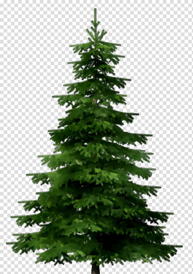 Christmas Black And White, Spruce, Tree, Christmas Tree, Christmas Day, Artificial Christmas Tree, Fir, Prelit Tree transparent background PNG clipart
