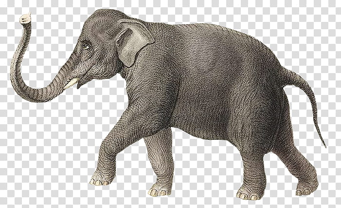 gray elephant art transparent background PNG clipart