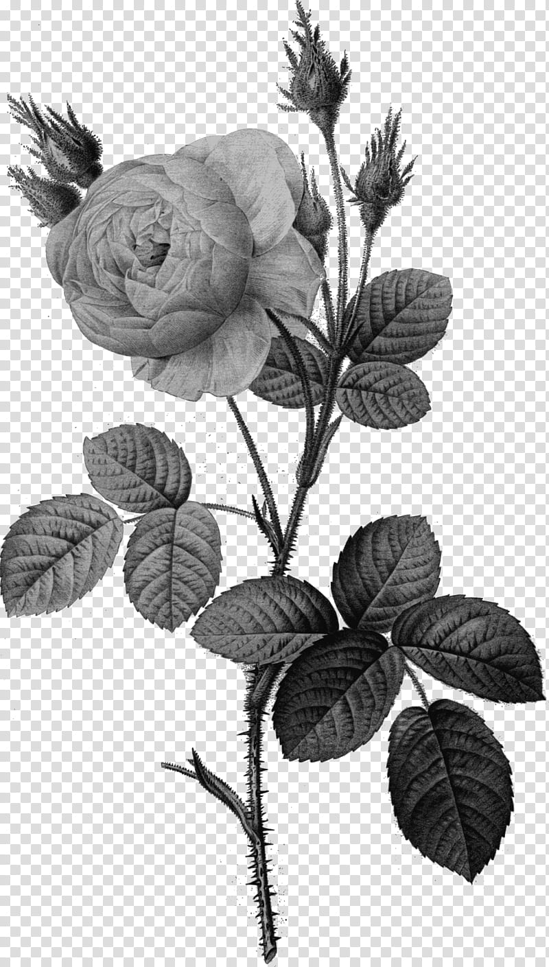 Black And White Flower, Moss Rose, White Rose Of York, Garden Roses, Rosa Moschata, Floral Design, Painting, Cabbage Rose transparent background PNG clipart