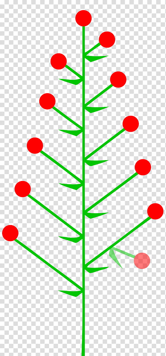 Christmas Tree Art, Inflorescence, Raceme, Panicle, Umbel, Plant Stem, Cima, Flower, Corymb, Pedicel transparent background PNG clipart