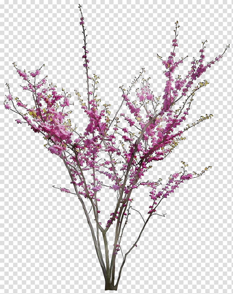 Pink Flower, Twig, Plant Stem, Cut Flowers, Purple, Plants, Branch, Tree transparent background PNG clipart
