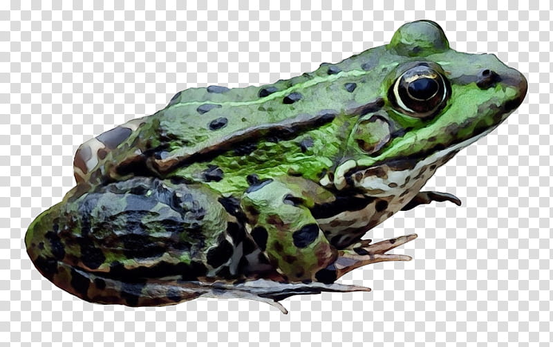 Frog, Amphibians, American Bullfrog, Animal, Skin, Banded Bullfrog, True Frog, Toad transparent background PNG clipart