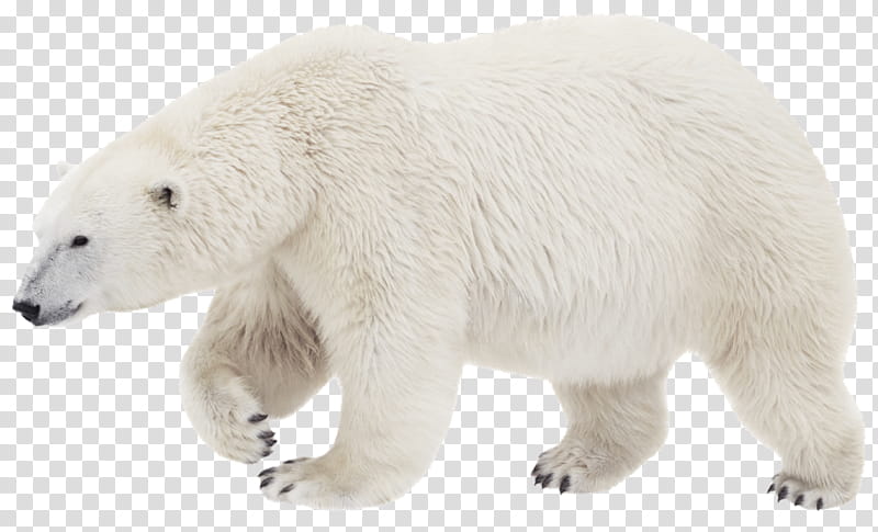 Polar Bear, Brown Bear, East Siberian Brown Bear, Animal Figure, Snout, Adaptation, Fur, Toy transparent background PNG clipart