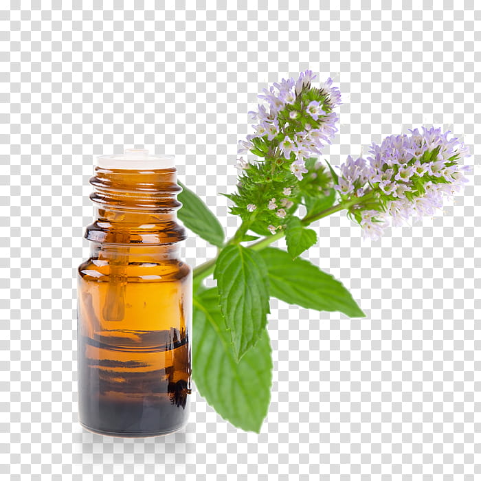 Lavender, Essential Oil, Herb, Huile Essentielle De Menthe, Pennyroyal, Lavender Oil, Peppermint, Argan Oil transparent background PNG clipart