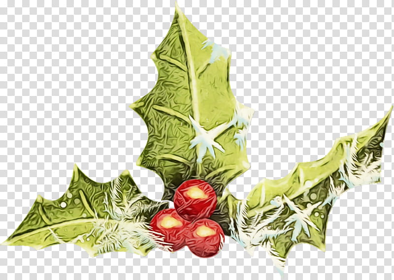 Holly, Christmas Holly, Ilex, Christmas , Watercolor, Paint, Wet Ink, Leaf transparent background PNG clipart