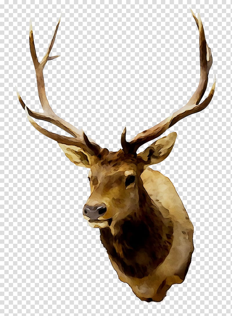 Trophy, Elk, Deer, Reindeer, Whitetailed Deer, Antler, Trophy Hunting, Animal transparent background PNG clipart