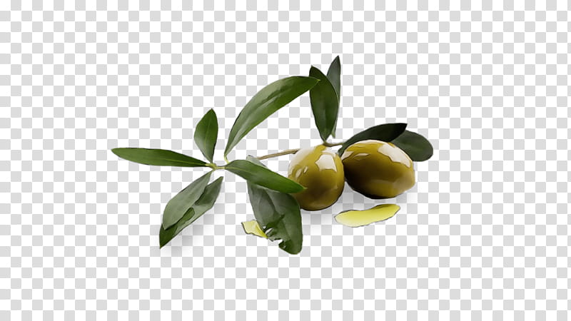 Watercolor Flower, Paint, Wet Ink, Olive, Olive Oil, Mediterranean Cuisine, Olive Leaf, Green Olive Branch transparent background PNG clipart
