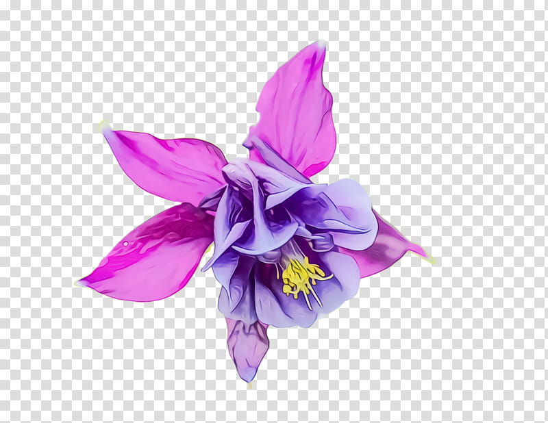 flowering plant flower violet purple petal, Watercolor, Paint, Wet Ink, Columbine, Iris, Dendrobium, Cattleya transparent background PNG clipart