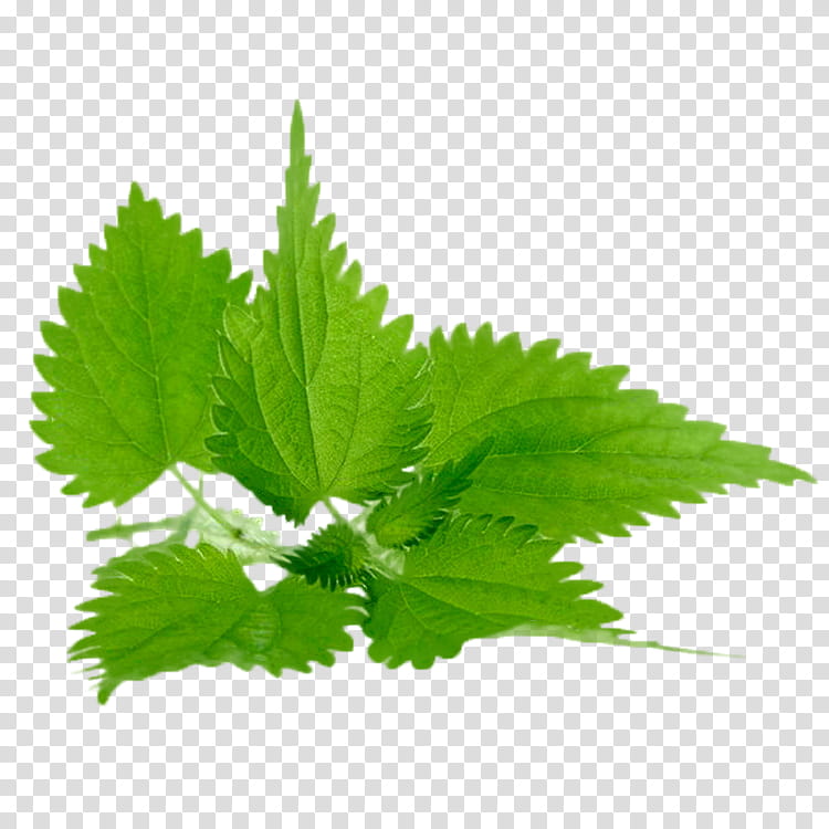 Aloe Vera Leaf, Common Nettle, Extract, Health, Plants, Medicine, Weed, Decoction transparent background PNG clipart