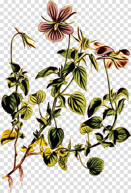 flower flowering plant plant passion flower family passion flower, Watercolor, Paint, Wet Ink, Petal, Wildflower, Clematis transparent background PNG clipart