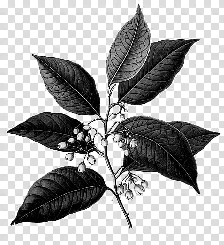 Botanical Illustrations , black ovate leaf plant illustration transparent background PNG clipart