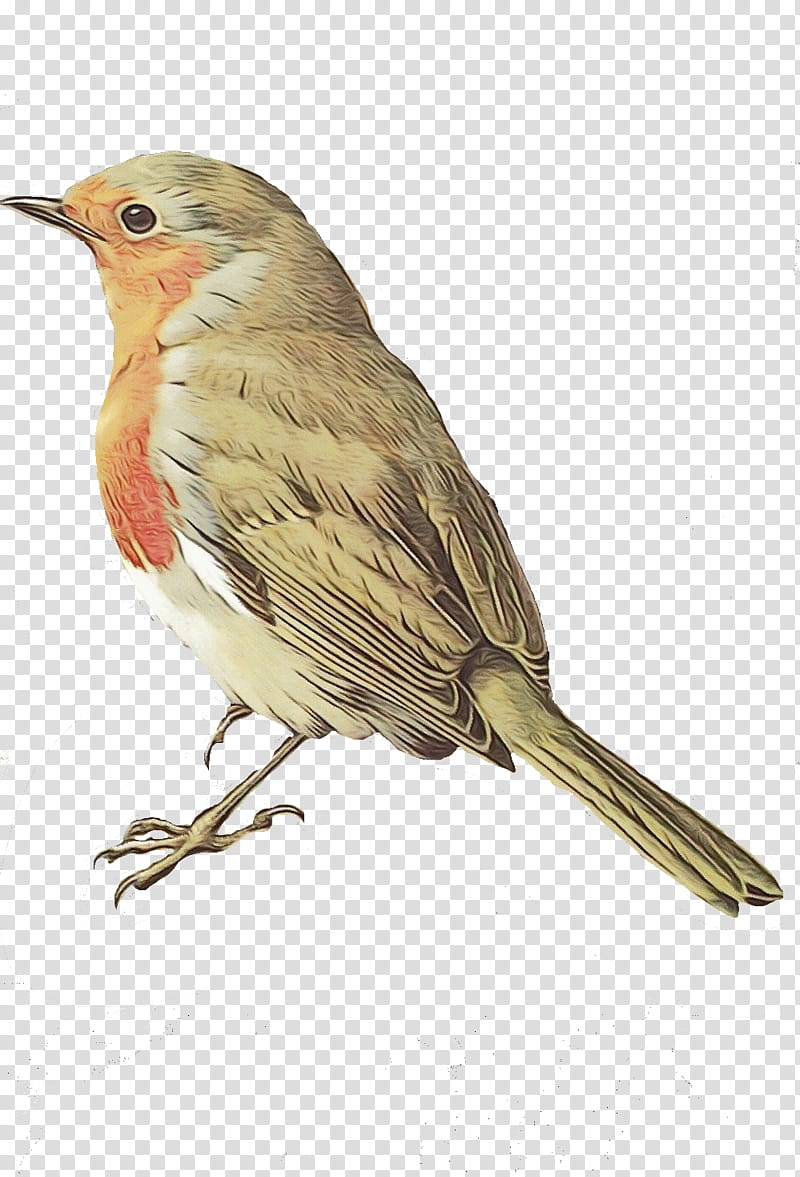 Robin Bird, European Robin, Sparrow, Finches, Common Nightingale, American Robin, Old World Flycatchers, House Sparrow transparent background PNG clipart