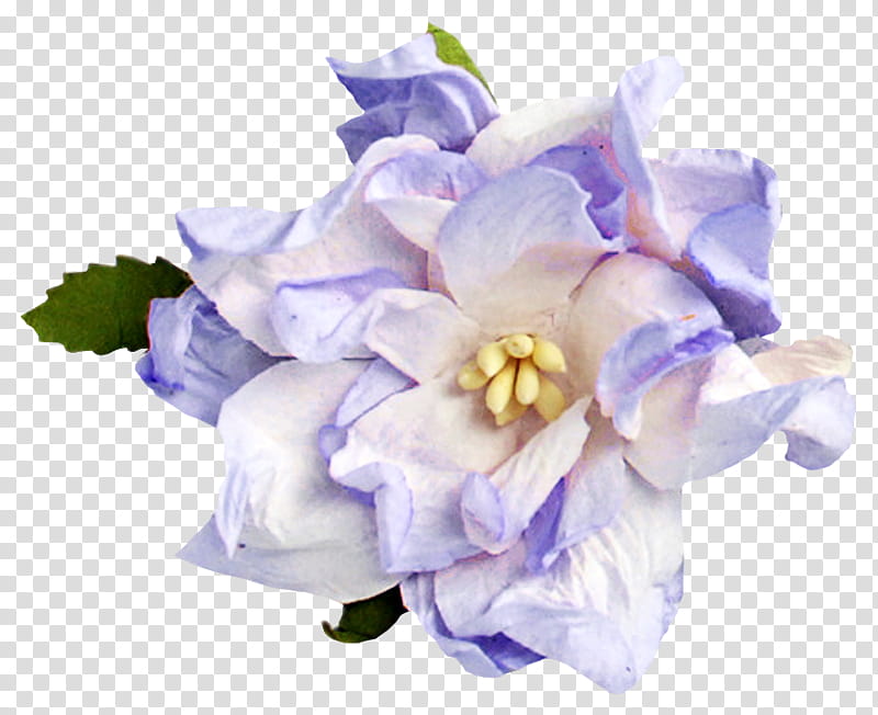 Blue Iris Flower, Floral Design, Color, Cut Flowers, White, Yellow, Flower Bouquet, Purple transparent background PNG clipart