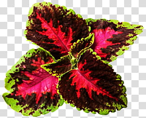 My Awesome House Plant transparent background PNG clipart thumbnail