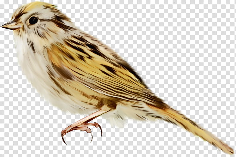 House, Bird, Albatross, Sparrow, House Sparrow, Finches, Beak, Savannah Sparrow transparent background PNG clipart