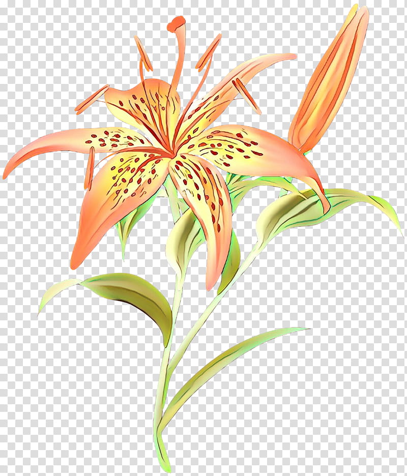 flower plant yellow canada lily tiger lily lily, Terrestrial Plant, Pedicel, Orange Lily transparent background PNG clipart