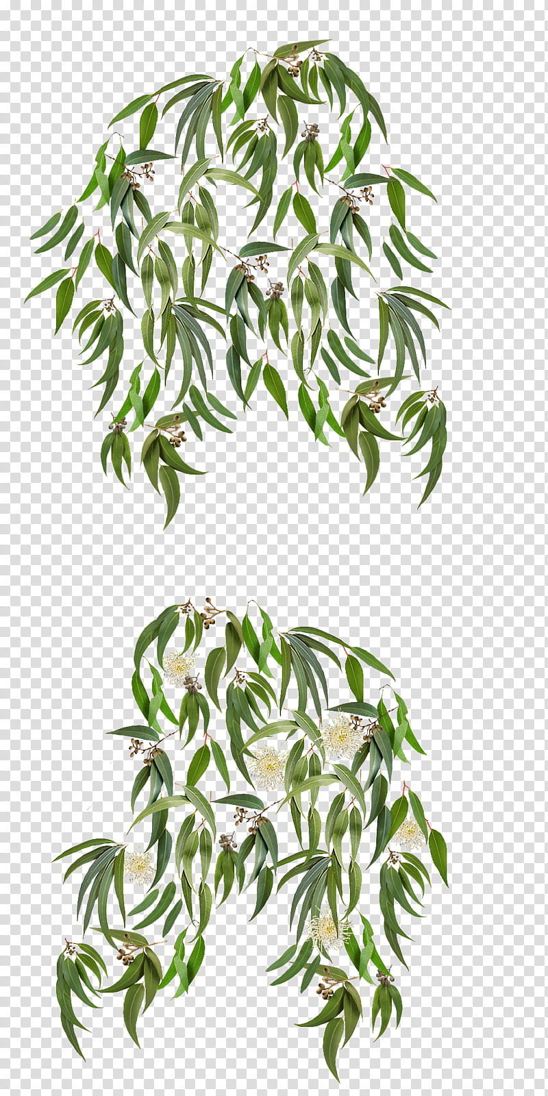 Eucalyptus leaves isolated, green leafed plant painting transparent background PNG clipart