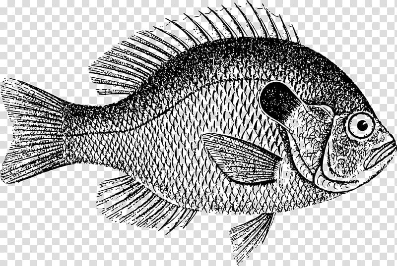 Fish, Common Carp, Drawing, Tilapia, Bluegill, Bonyfish, Pomacentridae, Rayfinned Fish transparent background PNG clipart