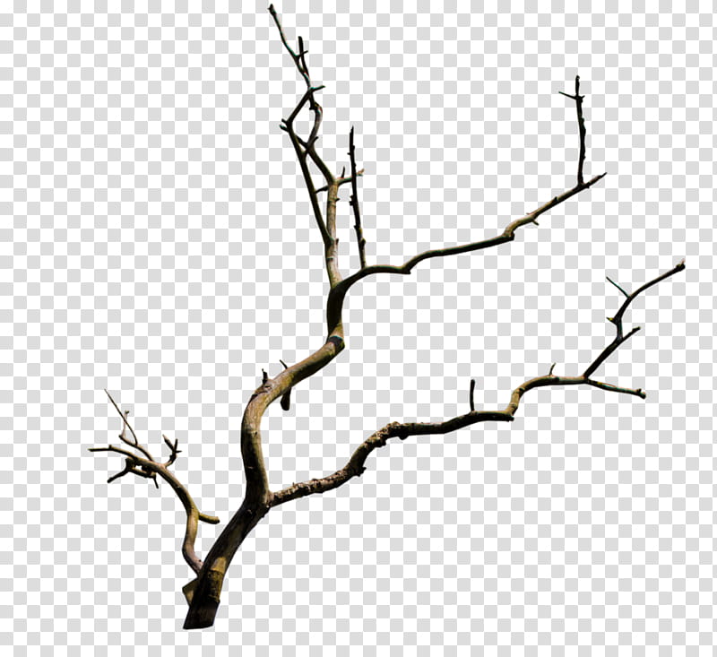 K Watchers, bare tree transparent background PNG clipart