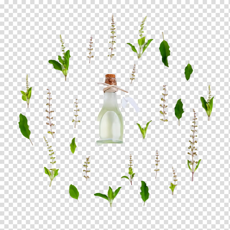 green leaf bottle plant grass, Flower, Lily Of The Valley, Vascular Plant transparent background PNG clipart