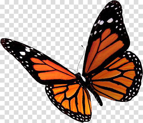 Butterfly, female monarch butterfly illustration transparent background PNG clipart