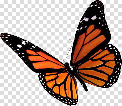 monarch butterfly png