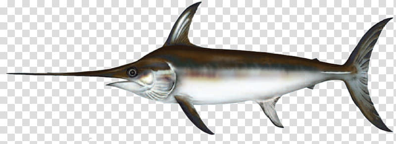 Shark Fin, Indopacific Sailfish, Swordfish, Black Marlin, Billfish, Fishing, Seafood, Recreational Fishing transparent background PNG clipart