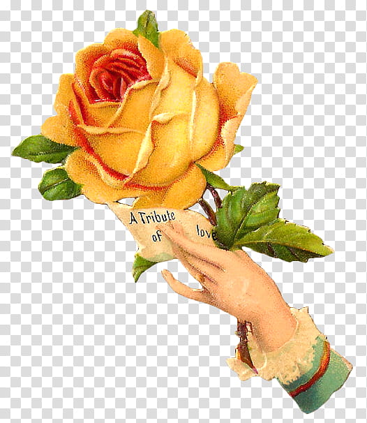 Hands and Flowers s, hand holding yellow rose painting transparent background PNG clipart