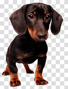 Dog, adult black and tan Dachshund transparent background PNG clipart