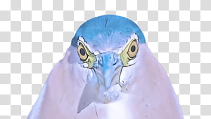 beak bird neck transparent background PNG clipart thumbnail