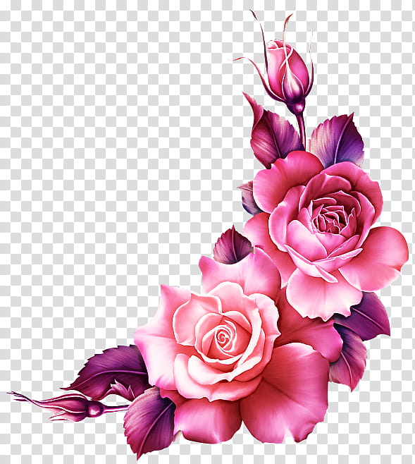 Garden roses, Pink, Flower, Cut Flowers, Petal, Rose Family, Plant, Rose Order transparent background PNG clipart