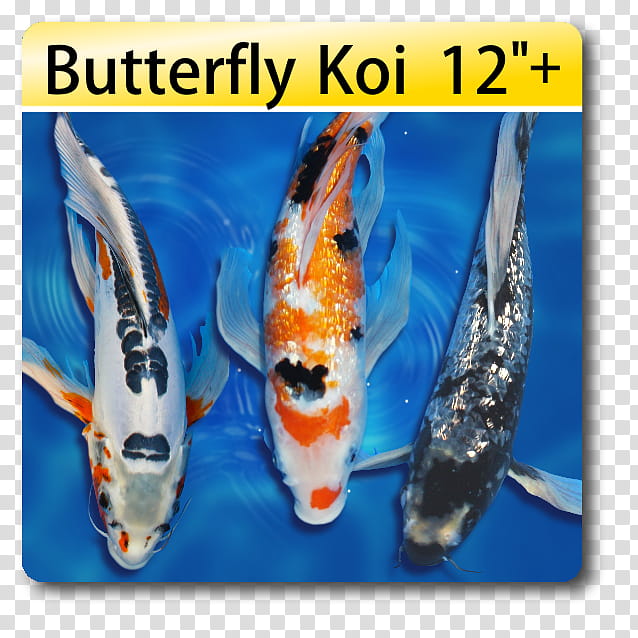 Pond, Koi, Butterfly Koi, Koi Pond, Fish, Fish Fin, Blackwater Creek Koi Farm, Fish Pond transparent background PNG clipart