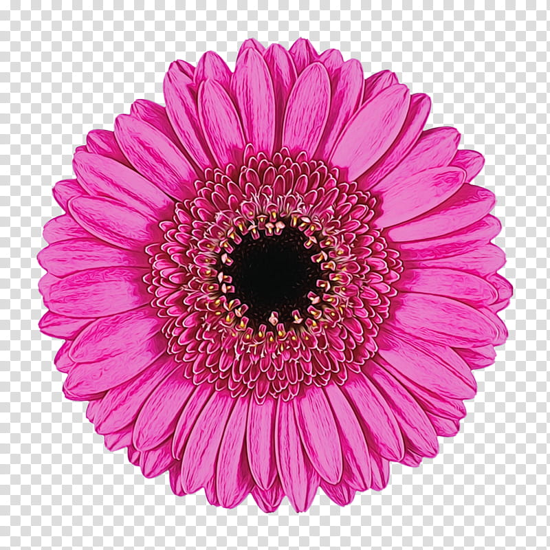 Lily Flower, Transvaal Daisy, Flower Bouquet, Chrysanthemum, Cut Flowers, Rose, Daisy Family, Common Daisy transparent background PNG clipart