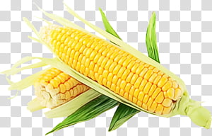 corn kernels sweet corn corn corn on the cob corn on the cob, Watercolor, Paint, Wet Ink, Vegetable, Vegetarian Food, Cuisine, Food Grain transparent background PNG clipart thumbnail