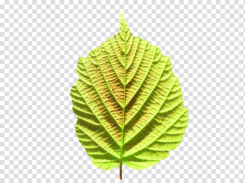 , serrated-edge green plant leaf transparent background PNG clipart