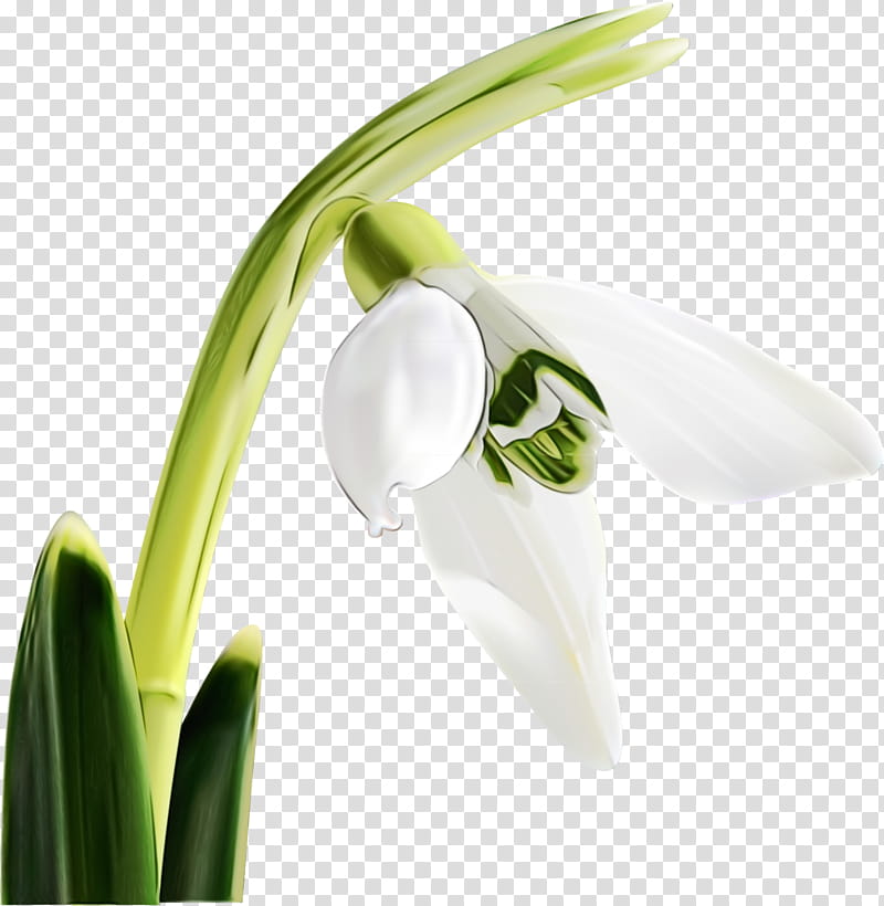 flower galanthus flowering plant snowdrop plant, Watercolor, Paint, Wet Ink, White, Petal, Amaryllis Family, Summer Snowflake transparent background PNG clipart