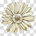 Super descargatelo, white flower transparent background PNG clipart