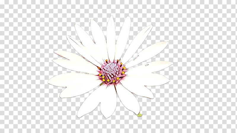 white flower pink plant petal, Closeup, Wildflower, Gerbera, Daisy Family, Aster transparent background PNG clipart