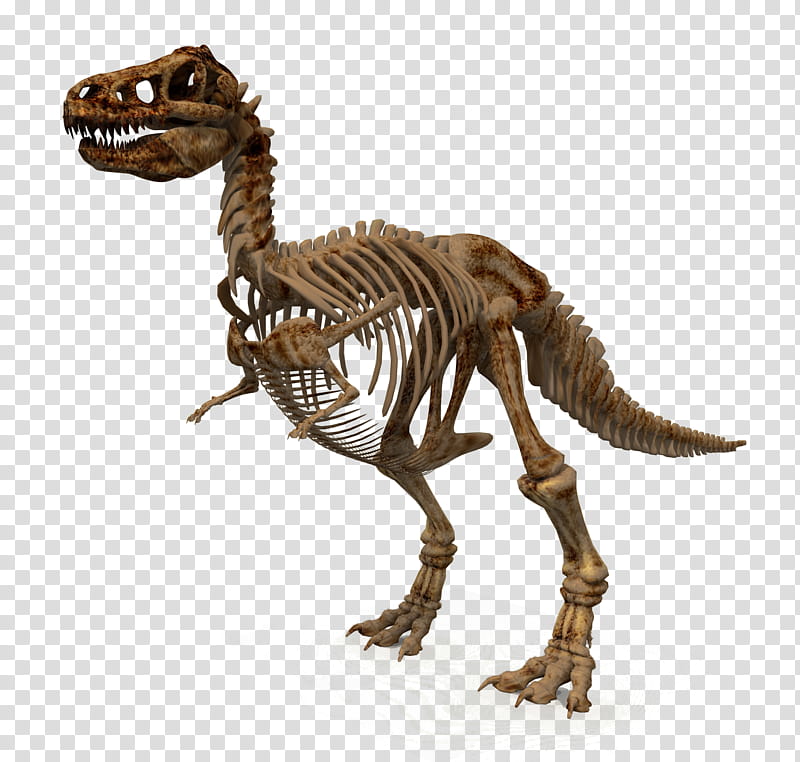 Velociraptor, Dinosaur, Triceratops, Brachiosaurus, Tyrannosaurus Rex, Fossil, Skeleton, Dinosaur Egg transparent background PNG clipart