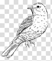 , white and black warbler bird illustration transparent background PNG clipart