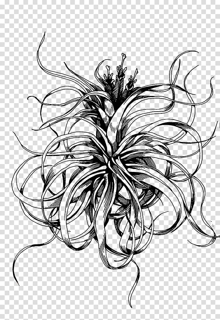 India Flower, Drawing, India Ink, Line Art, M02csf, Croquis, Inktober, Flowering Plant transparent background PNG clipart