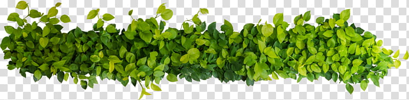 Green Grass, Devils Ivy, Common Ivy, Vine, Plants, Variegation, Shrub, Leaf transparent background PNG clipart