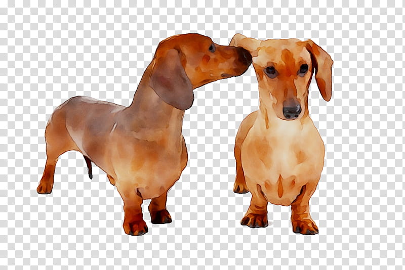 Cartoon Dog, Dachshund, Puppy, Companion Dog, Snout, Breed, Hound, Rare Breed Dog transparent background PNG clipart