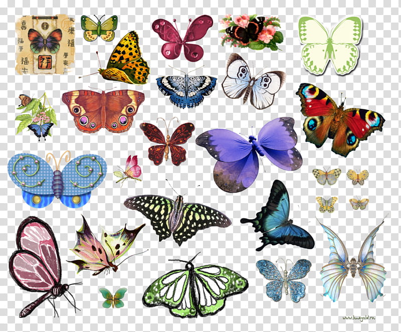 Butterfly, Brushfooted Butterflies, Insect, Moths And Butterflies, Pollinator, Animal Figure, Brushfooted Butterfly, Lycaenid transparent background PNG clipart