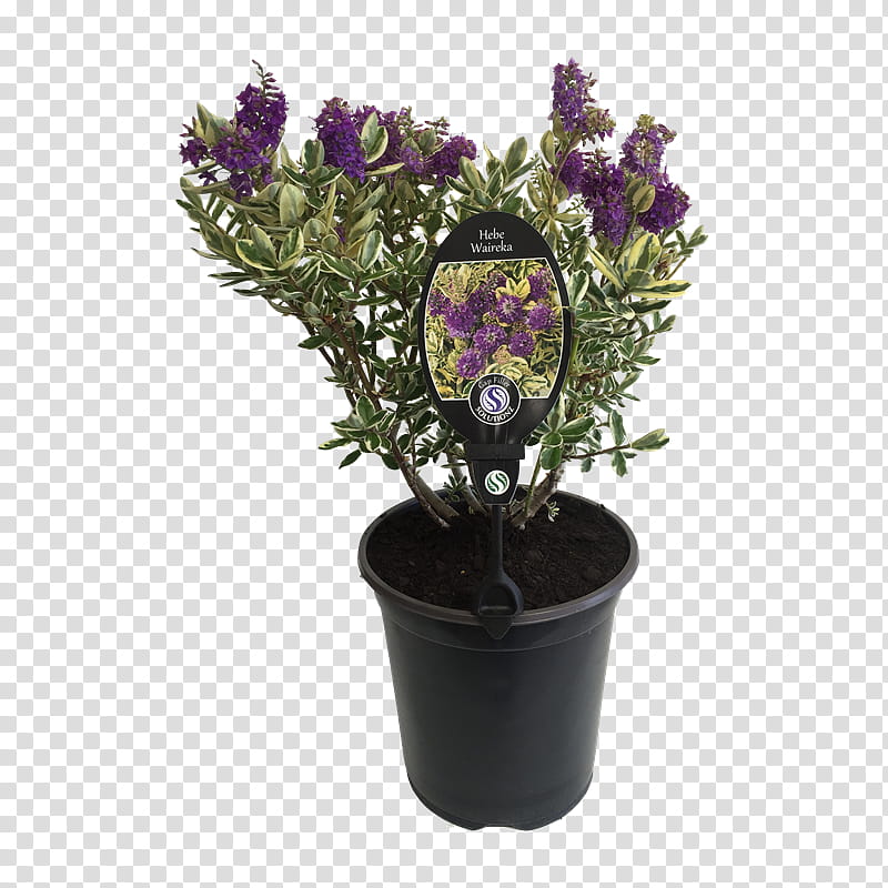 Flowers, Hebe Speciosa, Flowerpot, Shrub, Garden, Plants, Cut Flowers, Houseplant transparent background PNG clipart