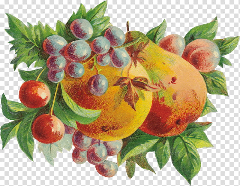 Tree Of Life, , Berries, Still Life, Fruit, Food, Pear, Still Life transparent background PNG clipart