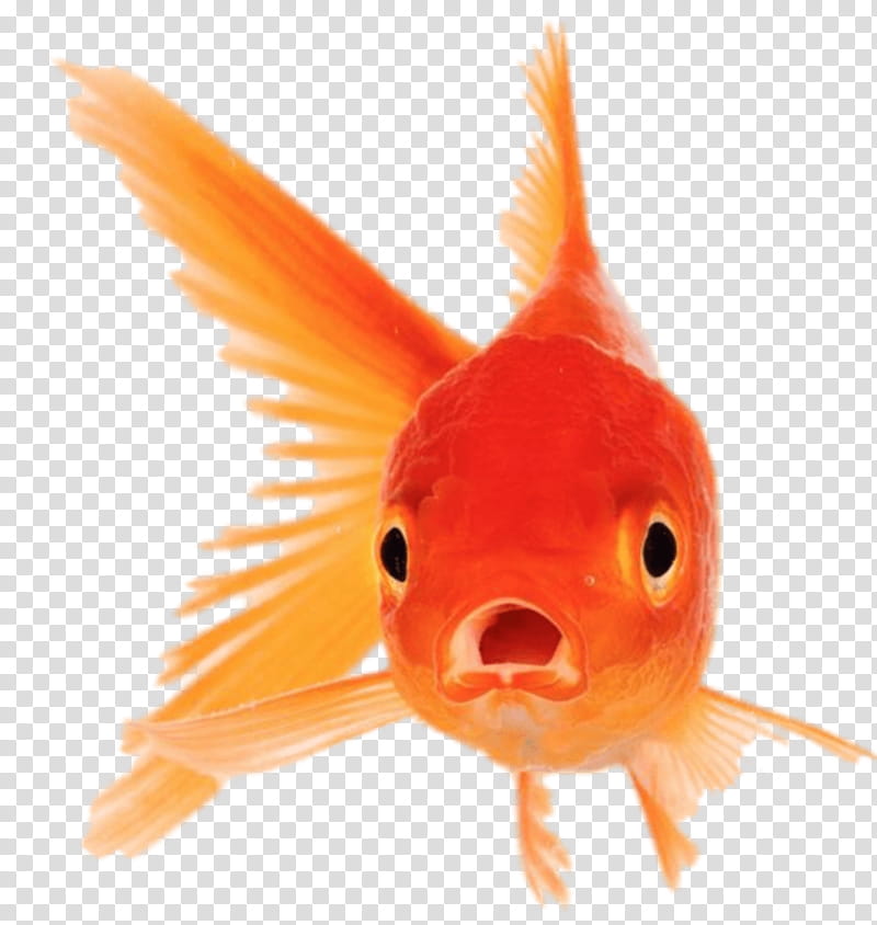Orange, Fish, Goldfish, Fin, Feeder Fish, Tail, Bonyfish transparent background PNG clipart