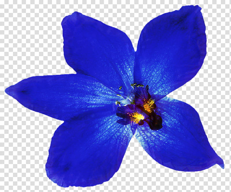 Blue Iris Flower, Orchids, Blue Orchid, Blue Rose, Blue Flower, Yellow, White Stripes, Petal transparent background PNG clipart